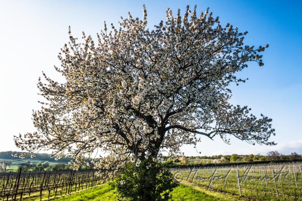 blühender Kirschbaum im Weingarten