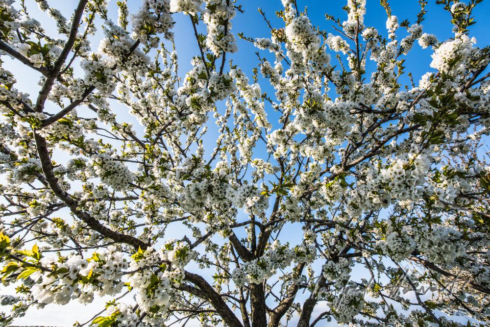 blühender Kirschbaum im Weingarten