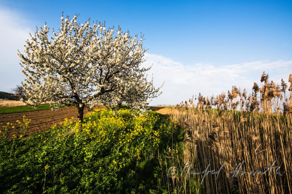 blühender Kirschbaum im Weingarten