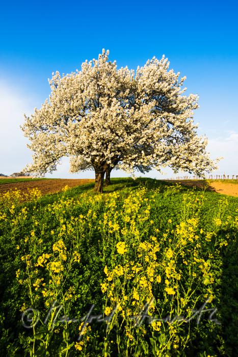 blühender Kirschbaum im Weingarten