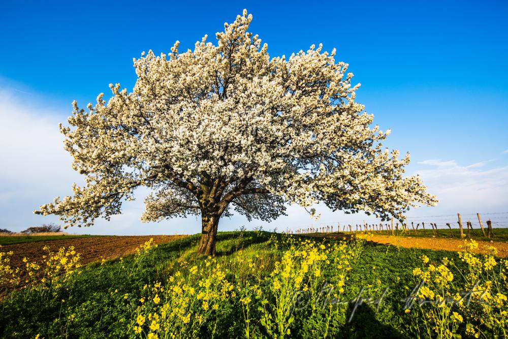 blühender Kirschbaum im Weingarten