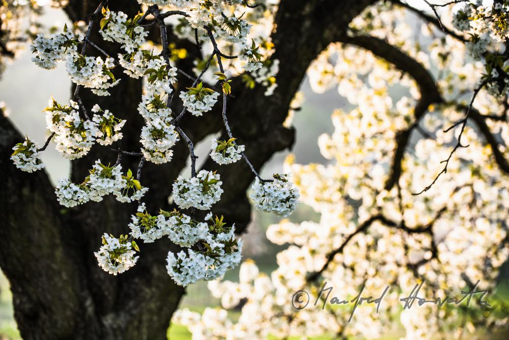 blühender Kirschbaum im Weingarten