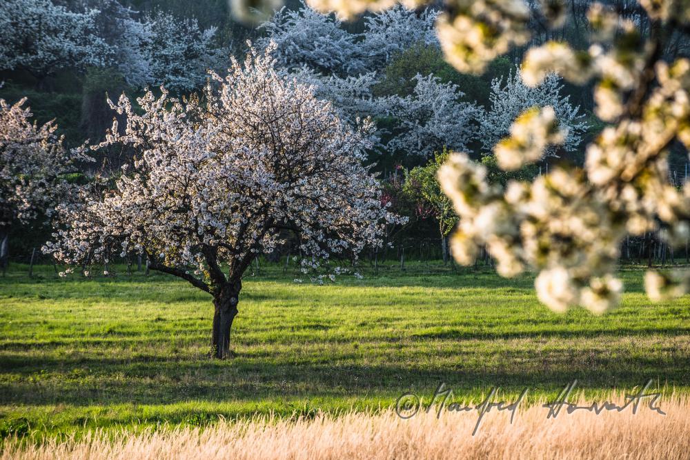 blühender Kirschbaum im Weingarten