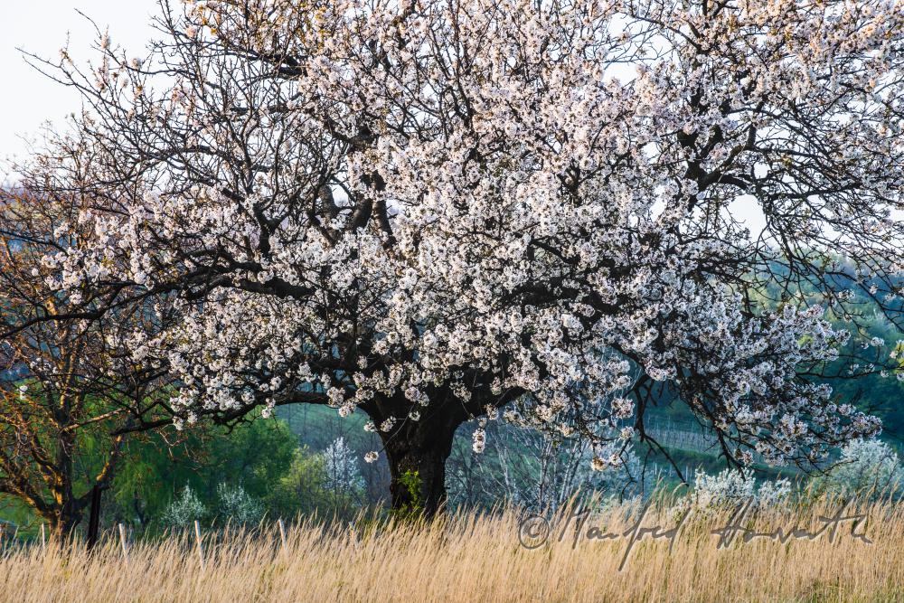 blühender Kirschbaum im Weingarten