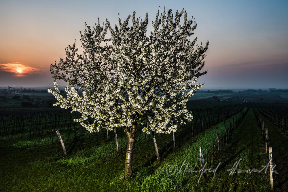 blühender Kirschbaum im Weingarten