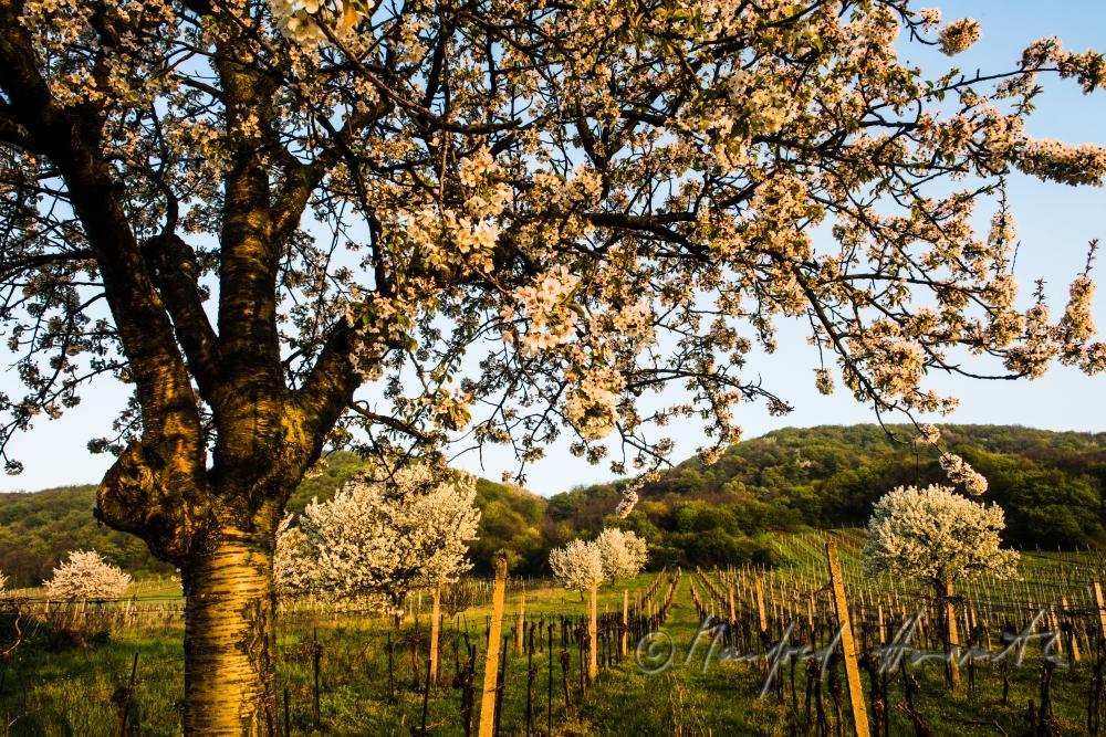 blühender Kirschbaum im Weingarten