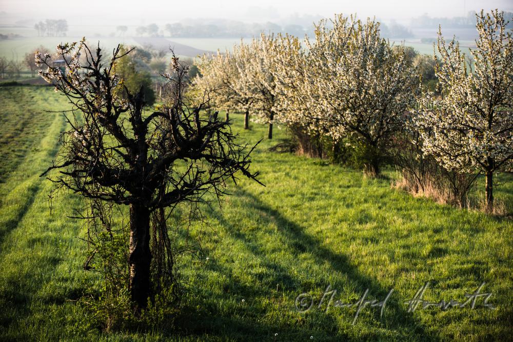 blühender Kirschbaum im Weingarten
