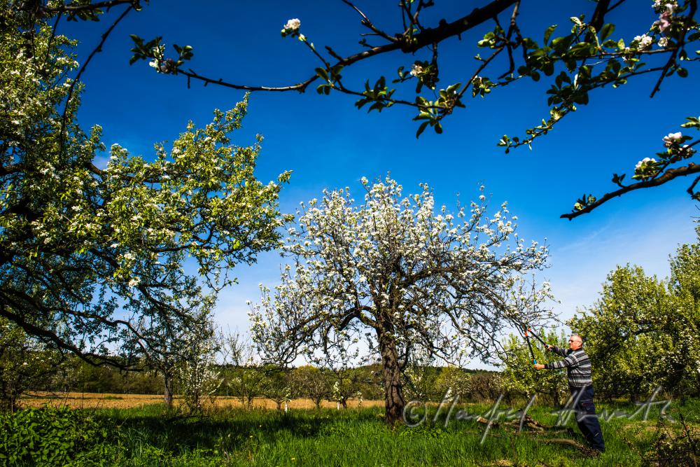 Obst-Bauer beim Zurückschneiden eines Apfelbaumes