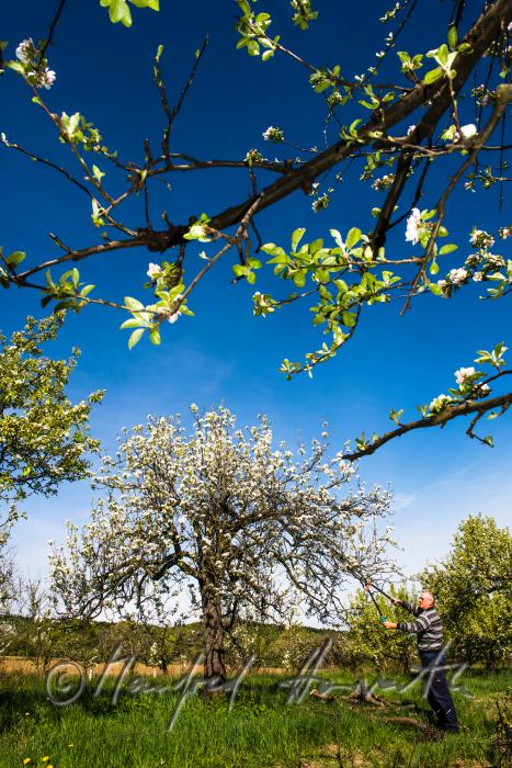 Obst-Bauer beim Zurückschneiden eines Apfelbaumes