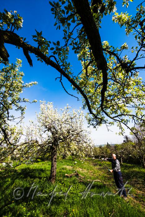 Obst-Bauer beim Zurückschneiden eines Apfelbaumes
