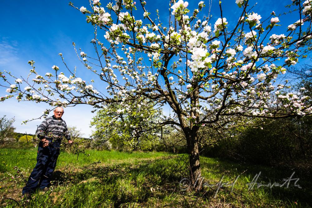 Obst-Bauer beim Zurückschneiden eines Apfelbaumes