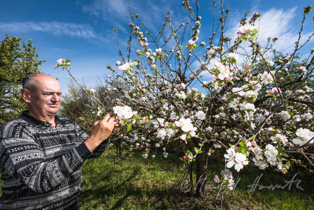 Obst-Bauer bei der Kontrolle der Blüte eines Apfelbaumes