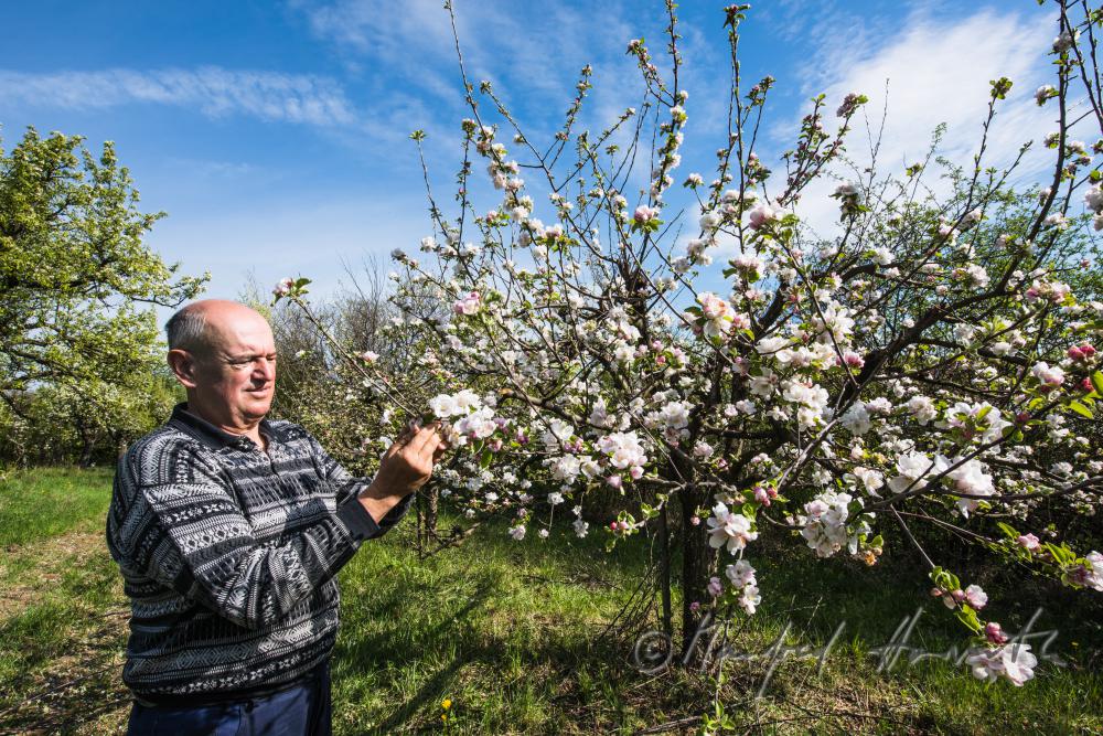 Obst-Bauer bei der Kontrolle der Blüte eines Apfelbaumes