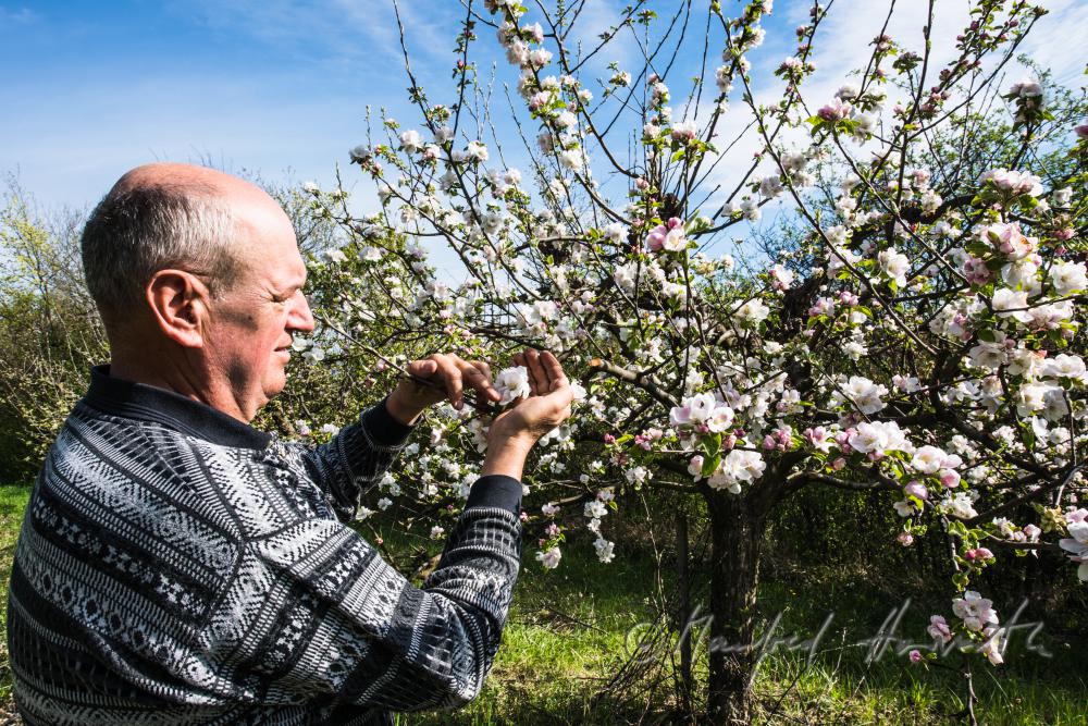 Obst-Bauer bei der Kontrolle der Blüte eines Apfelbaumes