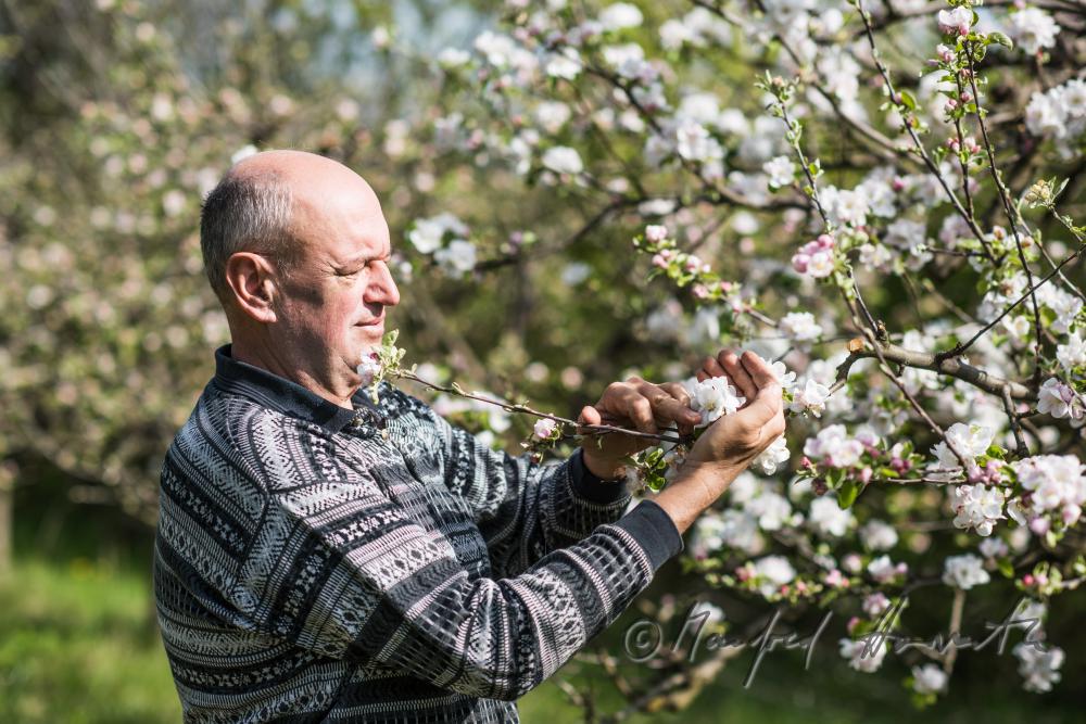 Obst-Bauer bei der Kontrolle der Blüte eines Apfelbaumes