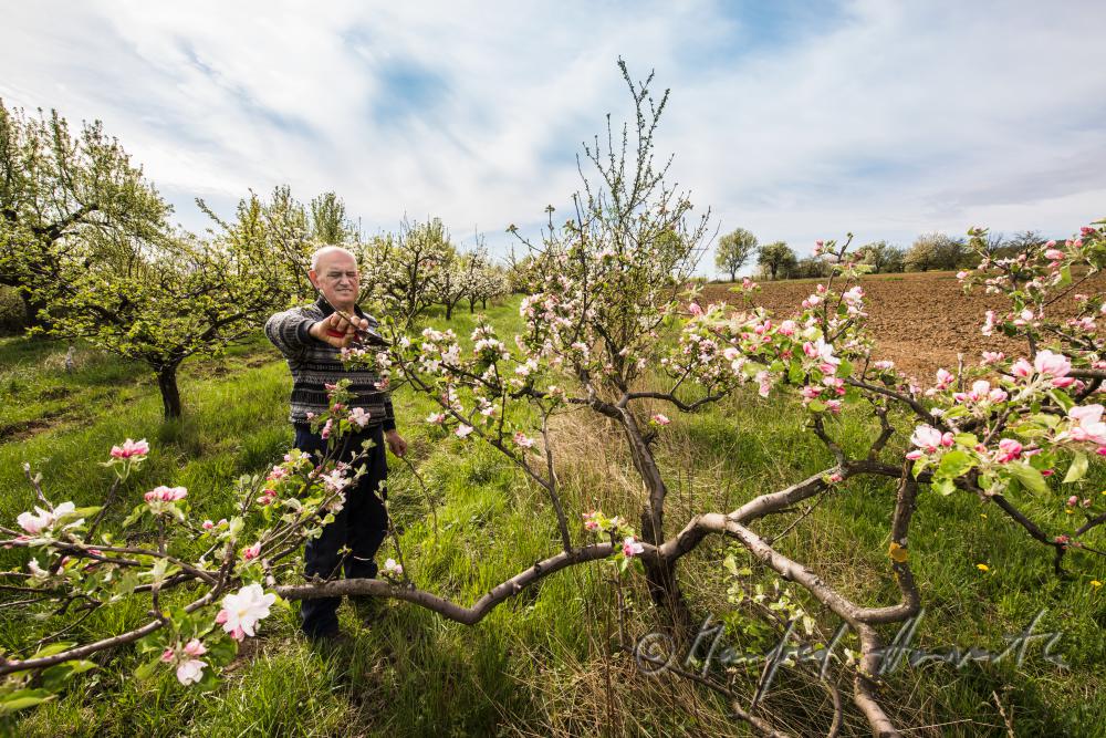 Obst-Bauer beim Zurückschneiden eines Apfelbaumes