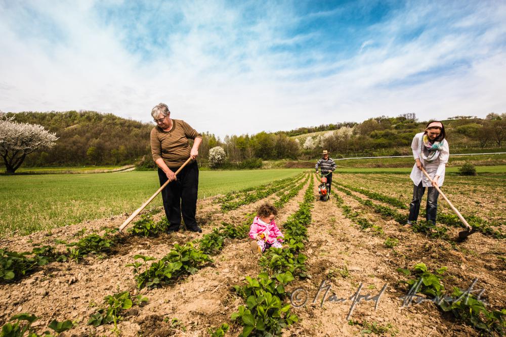 Obst-Bauern im Erdbeer-Feld bei der Bekämpung von Unkraut