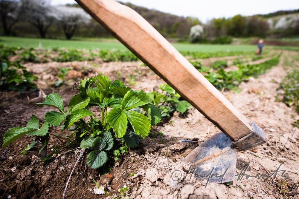 Obst-Bauern im Erdbeer-Feld bei der Bekämpung von Unkraut