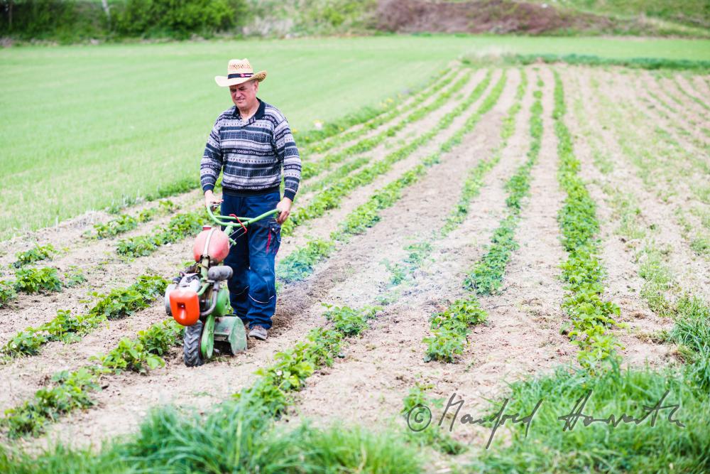 Obst-Bauer im Erdbeer-Feld bei der Lockerung des Bodens mit Fräse