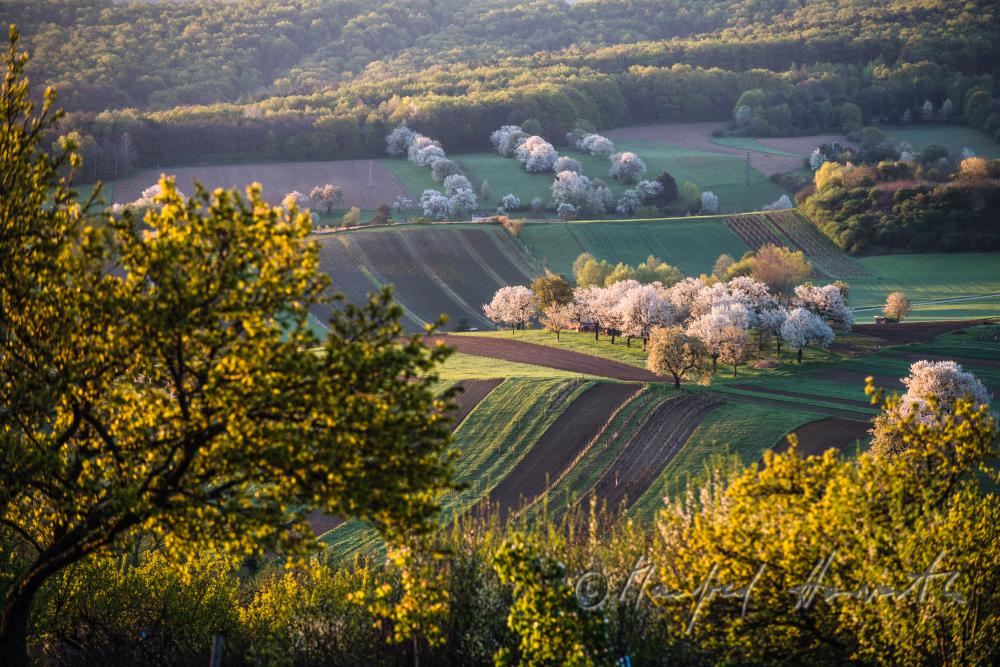 Rosaliengebirge und Obstgärten in Blüte