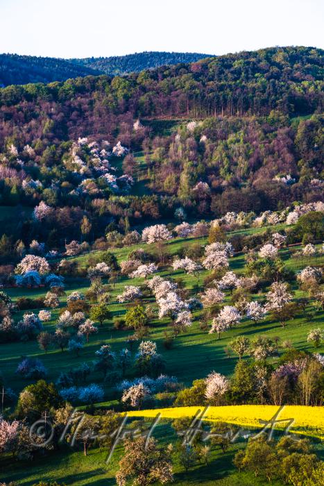 Rosaliengebirge und Obstgärten in Blüte