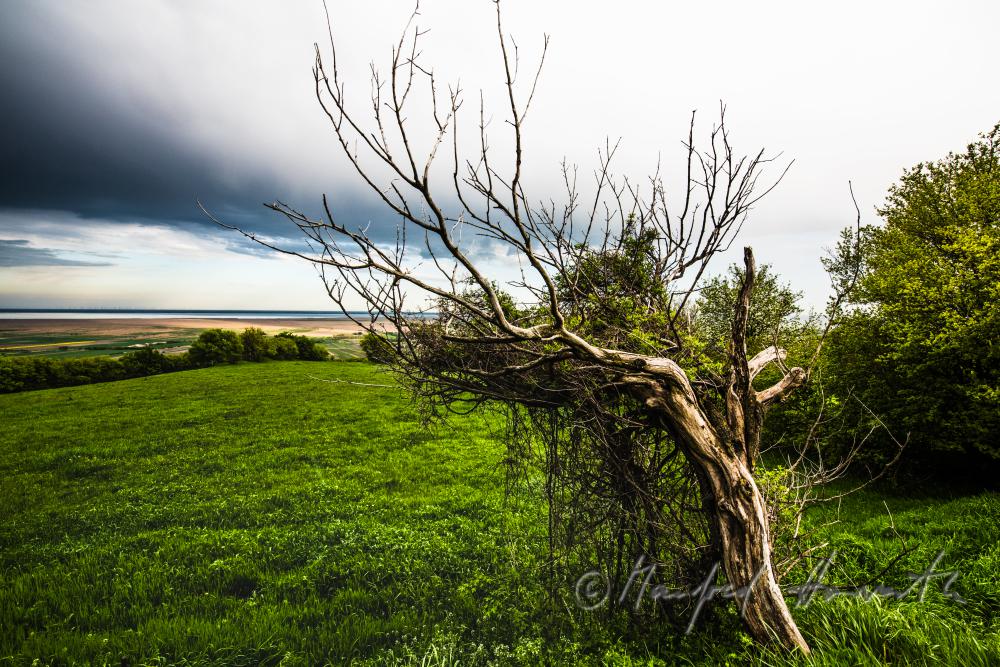 Blick über das Ährenfeld auf den Neusiedlersee