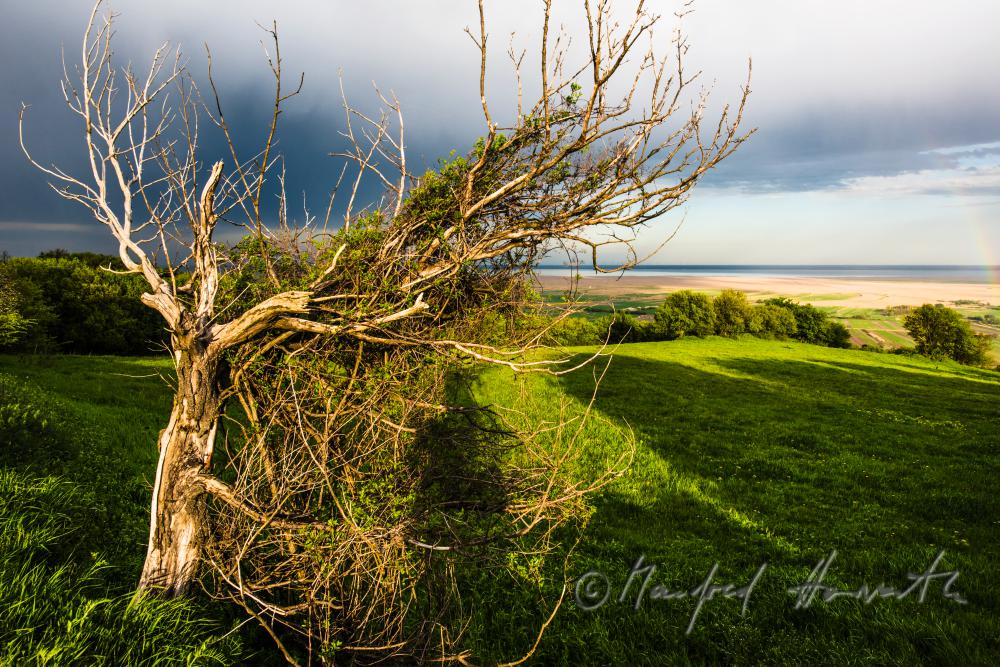 Blick über das Ährenfeld auf den Neusiedlersee