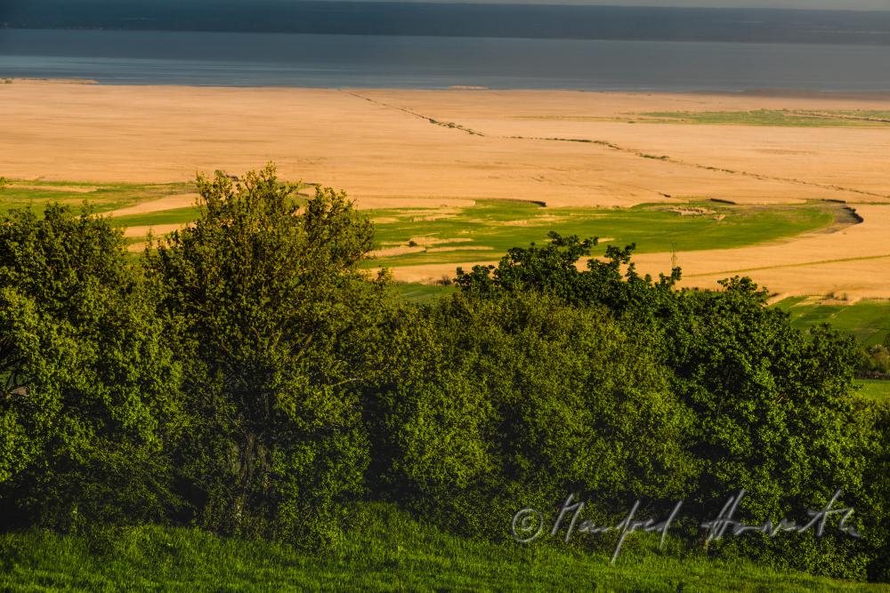 Blick über das Ährenfeld auf den Neusiedlersee