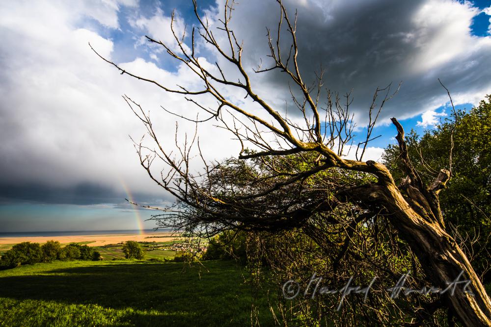 Blick über das Ährenfeld auf den Neusiedlersee