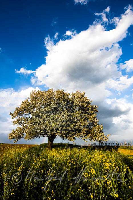 blühender Kirschbaum im Weingarten