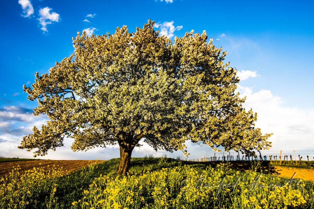 blühender Kirschbaum im Weingarten