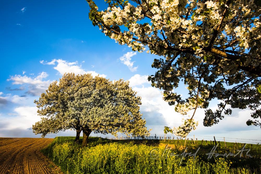 blühender Kirschbaum im Weingarten