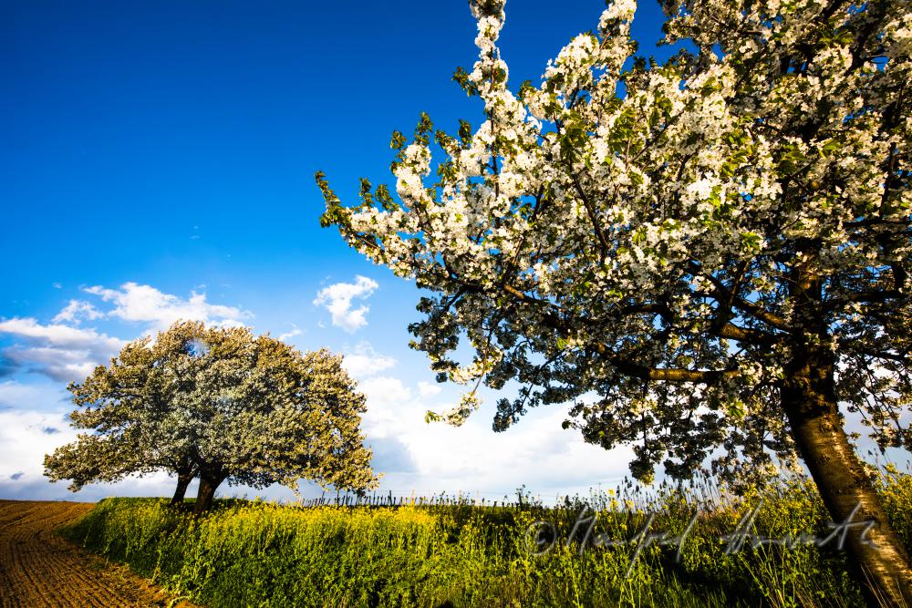 blühender Kirschbaum im Weingarten