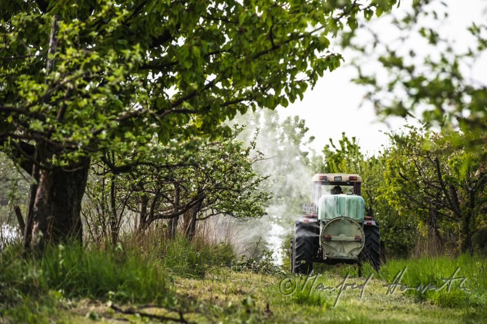 Biologische Schädlingsbekämpfung im Apfelgarten