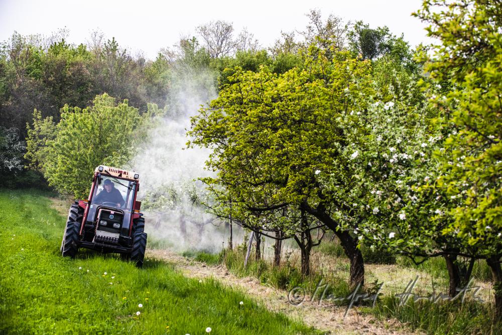 Biologische Schädlingsbekämpfung im Apfelgarten