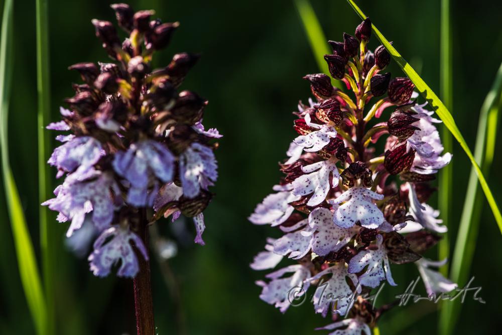 Knabenkraut auf der Wiese einer Waldlichtung