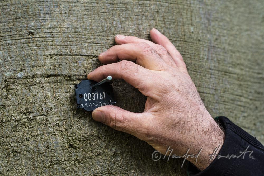 Baumpfleger markiert eine Buche mit individueller Plakette