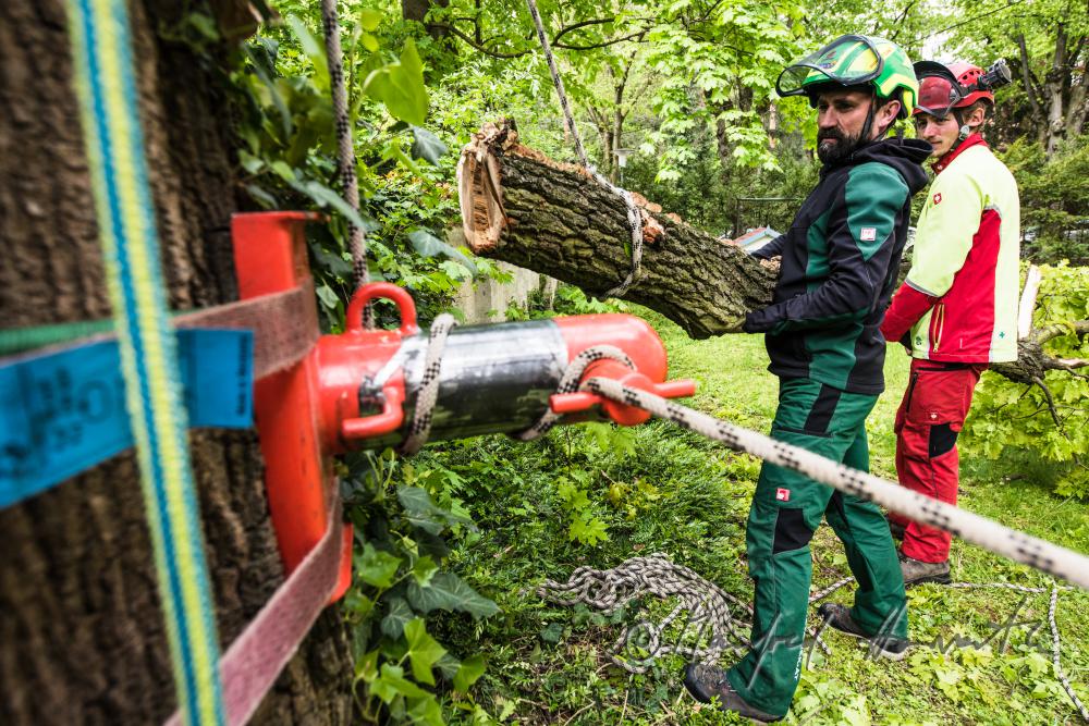 Baumpfleger beim Abtragen eines Astes von einer Eiche