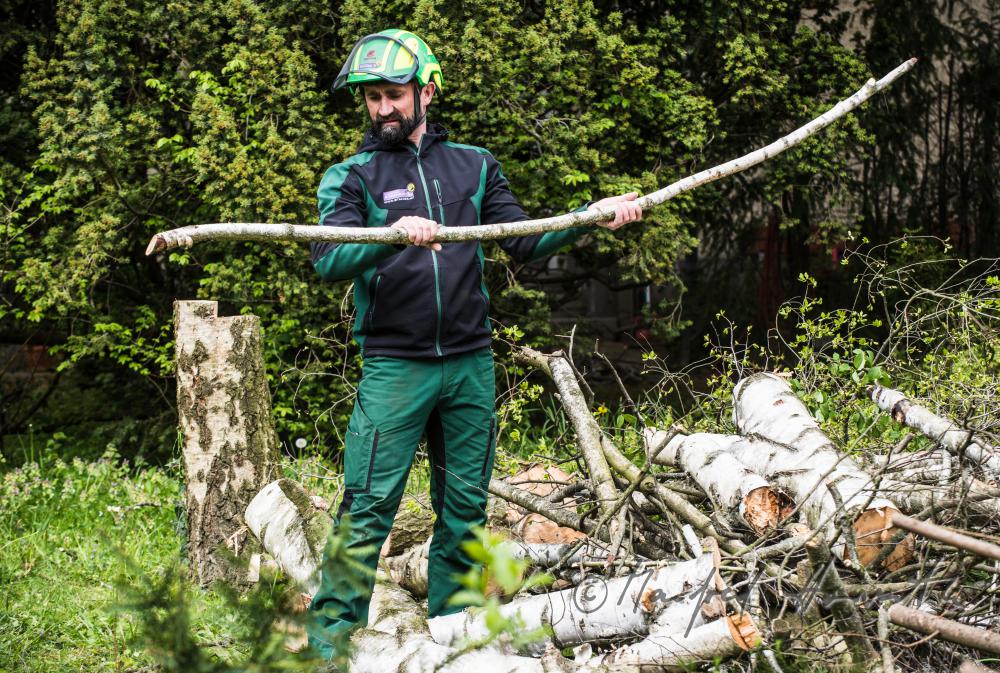 Baumpfleger untersucht eine gefällte Birke auf Krankheiten