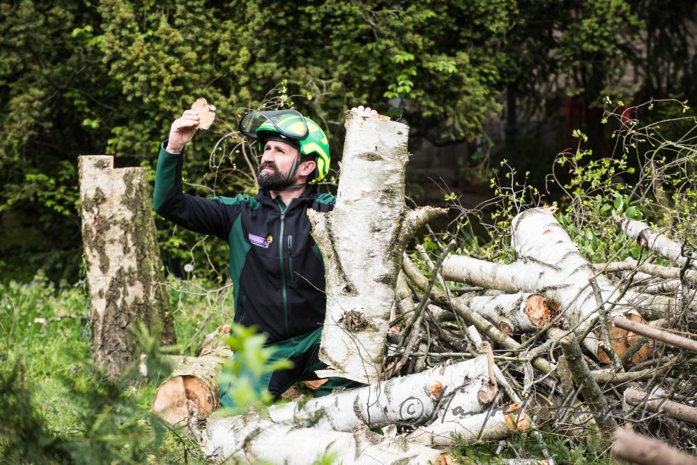 Baumpfleger untersucht eine gefällte Birke auf Krankheiten