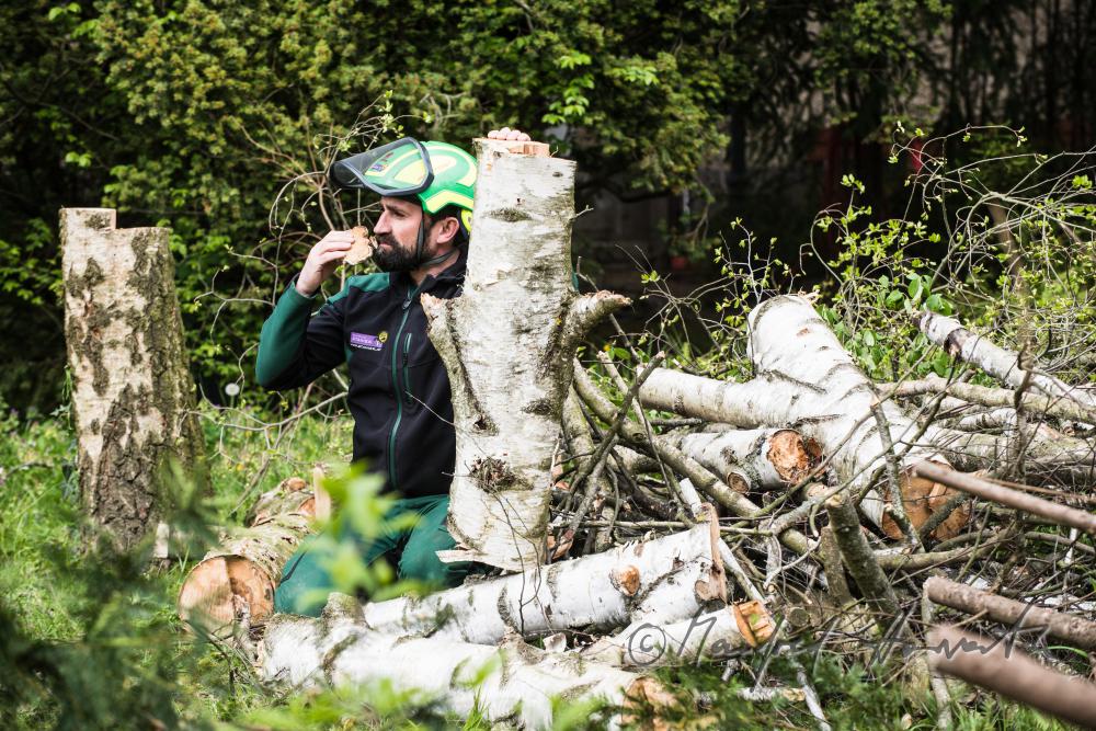 Baumpfleger untersucht eine gefällte Birke auf Krankheiten