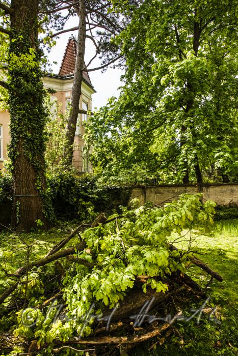 abgeschnittenes Totholz einer Eiche in einem Garten