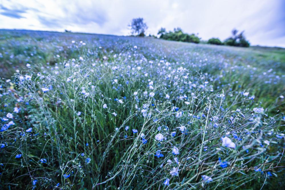 Wildblumenfeld mit blühendem Blauem Flachs