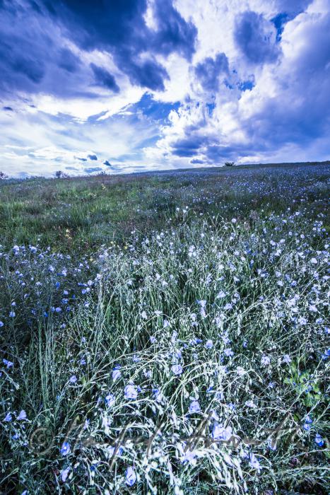Wildblumenfeld mit blühendem Blauem Flachs