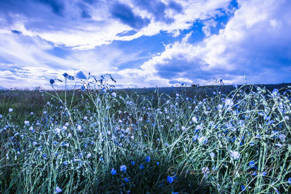 Wildblumenfeld mit blühendem Blauem Flachs