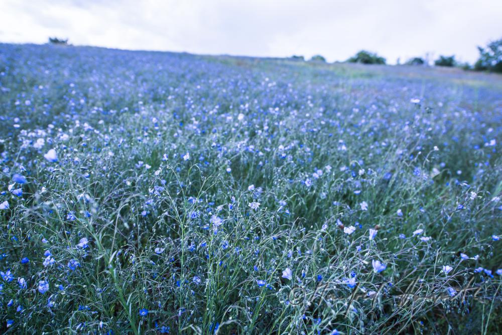 Wildblumenfeld mit blühendem Blauem Flachs