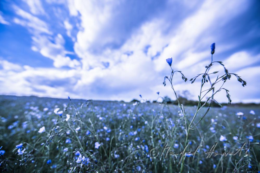 Wildblumenfeld mit blühendem Blauem Flachs