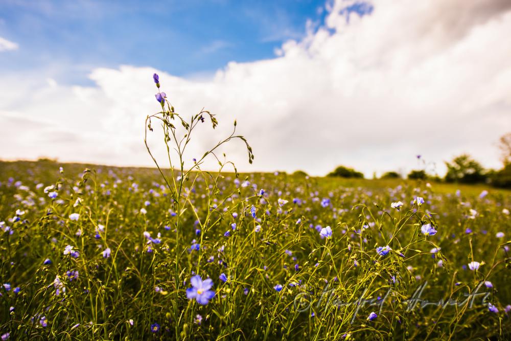 Wildblumenfeld mit blühendem Blauem Flachs