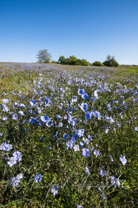Wildblumenfeld mit blühendem Blauem Flachs
