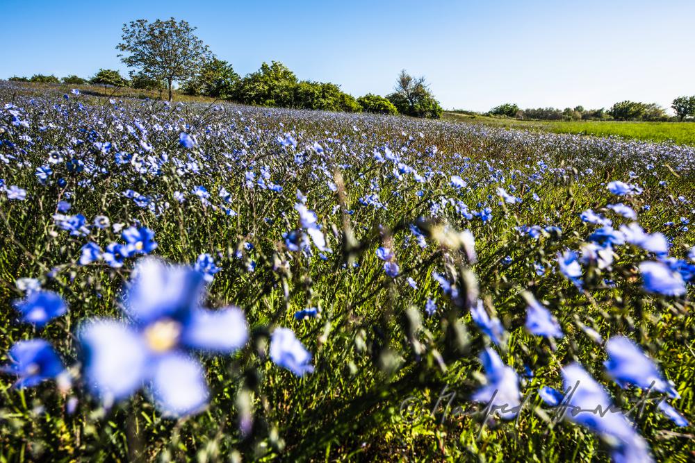 Wildblumenfeld mit blühendem Blauem Flachs